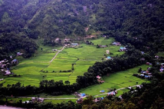 आयातित बीउले खाँदैछ रैथाने बाली